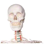Image shows Skeleton standard incl. stand, 180 cm
