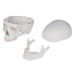 Image shows Skeleton standard incl. stand, 180 cm