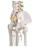 Image shows Skeleton standard incl. stand, 180 cm