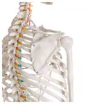 Image shows Skeleton standard incl. stand, 180 cm