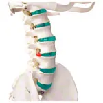 Image shows Skeleton standard incl. stand, 180 cm