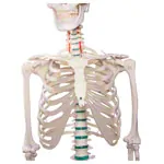 Image shows Skeleton standard incl. stand, 180 cm