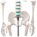 Image shows Skeleton standard incl. stand, 180 cm