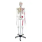 Skeleton with muscles incl. stand, 180 cm