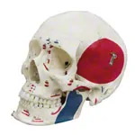 Skeleton with muscles incl. stand, 180 cm