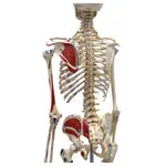 Skeleton with muscles incl. stand, 180 cm