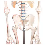 Image shows Skeleton with muscles incl. stand