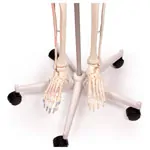 Image shows Skeleton with muscles incl. stand