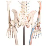 Image shows Skeleton with muscles incl. stand