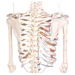 Image shows Skeleton with muscles incl. stand