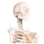 Image shows Skeleton with muscles incl. stand