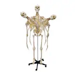 Skeletal incl. tripod, 180 cm, flexible