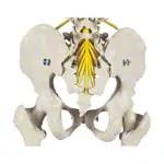 Skeletal incl. tripod, 180 cm, flexible