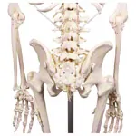 Image shows skeleton with stand, 176 cm, flexible