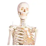 Image shows skeleton with stand, 176 cm, flexible