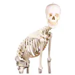 Image shows skeleton with stand, 176 cm, flexible