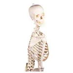Image shows skeleton with stand, 176 cm, flexible