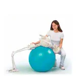 Image shows skeleton with stand, 176 cm, flexible