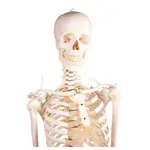 Image shows Skeletal incl. tripod, 180 cm, flexible