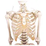Image shows Skeletal incl. tripod, 180 cm, flexible