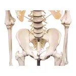 Image shows Skeletal incl. tripod, 180 cm, flexible