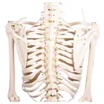 Image shows Skeletal incl. tripod, 180 cm, flexible