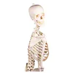 Image shows Skeletal incl. tripod, 180 cm, flexible