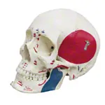 Image shows Skeleton with muscles incl. stand, flexible