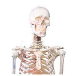 Image shows Skeleton with muscles incl. stand, flexible