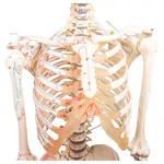 Image shows Skeleton with muscles incl. stand, flexible