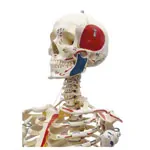Image shows Skeleton with muscles incl. stand, flexible