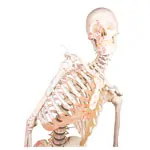 Image shows Skeleton with muscles incl. stand, flexible