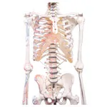 Image shows Skeleton with muscles incl. stand, flexible