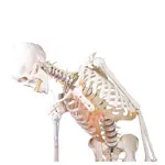 Image shows Skeleton with muscles incl. stand, flexible