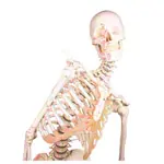 Skeleton with muscles incl. stand, flexible