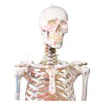 Skeleton with muscles incl. stand, flexible
