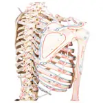Skeleton with muscles incl. stand, flexible