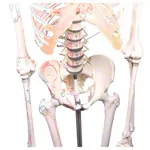 Skeleton with muscles incl. stand, flexible