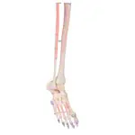 Skeleton with muscles incl. stand, flexible
