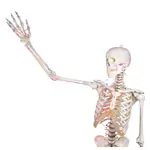 Skeleton with muscles incl. stand, flexible