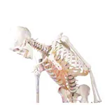 Skeleton with muscles incl. stand, flexible