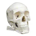 Skeleton Super with ligaments incl. stand, 180 cm