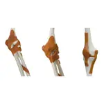 Skeleton Super with ligaments incl. stand, 180 cm