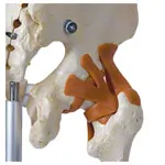 Skeleton Super with ligaments incl. stand, 180 cm
