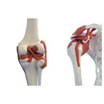 Skeleton Super with ligaments incl. stand, 180 cm