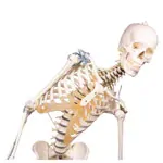 Image shows Movable skeleton with ligament apparatus including stand, 176 cm