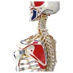Skeleton super with muscles and ligaments incl. tripod