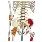 Skeleton super with muscles and ligaments incl. tripod