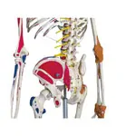 Skeleton super with muscles and ligaments incl. tripod