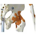 Skeleton super with muscles and ligaments incl. tripod